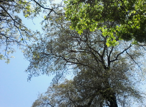 AGRICULTURE AND ENVIRONMENTAL CONSERVATION